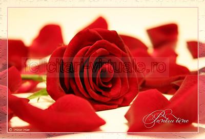 Felicitare de dragoste cu tradafiri rosii