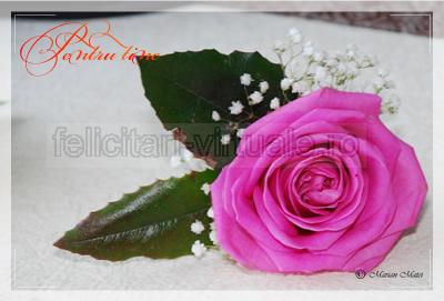 Felicitare de dragoste cu o floare de trandafir roz
